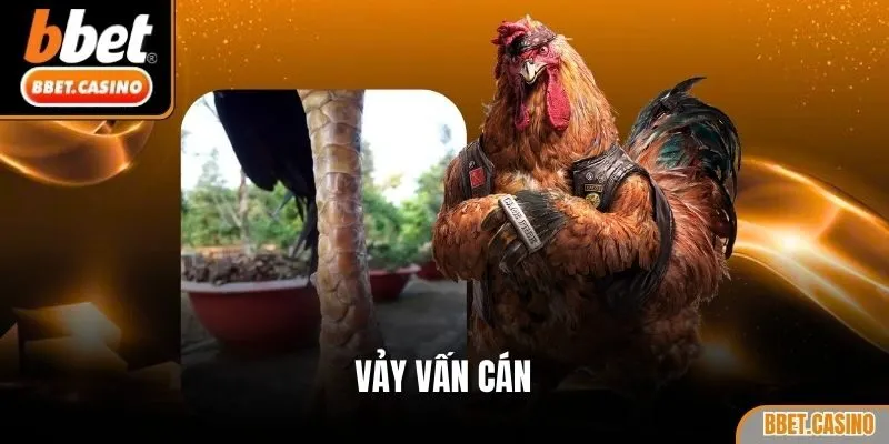 Vảy vấn cán