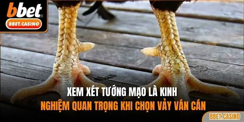 Xem xét tướng mạo là kinh nghiệm quan trọng khi chọn vảy ván cán
